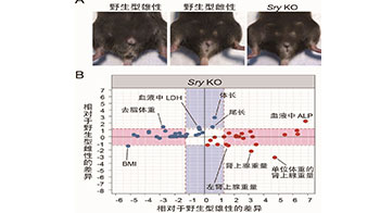 理研：Y染色体上的基因控制体型与脏器重量，对小鼠性差异实现定量数据化