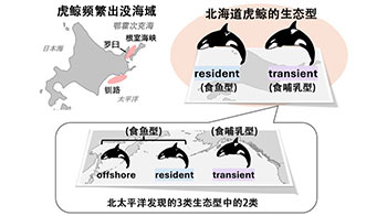 京都大学与北海道大学：北海道虎鲸分为食鱼型与食哺乳型2种生态型