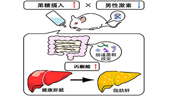大阪公立大学：男性激素减少与果糖摄入会协同促进脂肪肝，原因为丙酮酸升高