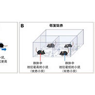 一起睡？还是一个人睡？——“社会性”改变睡眠质量
