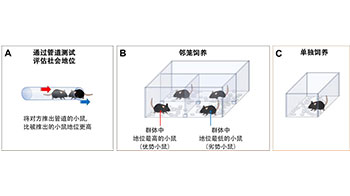 一起睡？还是一个人睡？——“社会性”改变睡眠质量