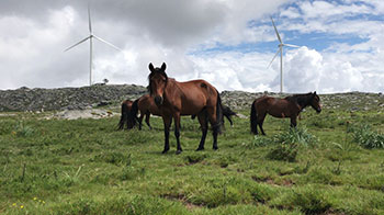 日本综合研究大学院大学与京都大学研究发现：野生马群互不混杂