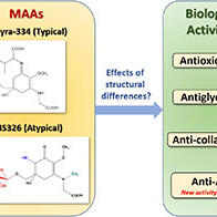 名城大学：海藻产生的MAA具有抑制血压升高的作用