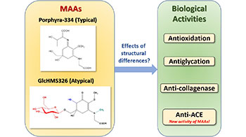 名城大学：海藻产生的MAA具有抑制血压升高的作用