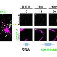 大阪大学等新开发出荧光传感器Gachapin，实时可视化细胞的瞬时接触及“自接触”
