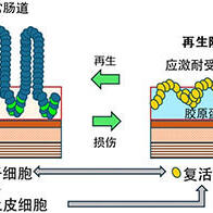 东京科学大学发现支撑肠道再生的复活干细胞新机制