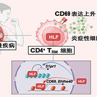 千叶大学锁定慢性炎症的致病蛋白，为开发哮喘及自身免疫疾病新疗法开辟道路
