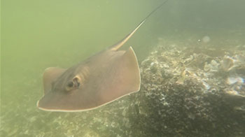 长崎大学在有明海发现新种赤魟，逾20年扎实研究完成分类修订