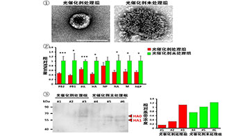 东京大学等成功利用光催化剂灭活高致病性禽流感病毒