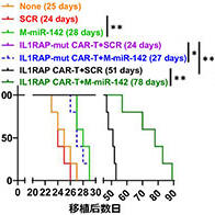 东海大学提出白血病CAR-T治疗新策略，联合microRNA同时增强治疗效果与持久性