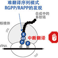 发现细菌共有合成困难氨基酸的“难翻译序列”模式，或为未知生理功能