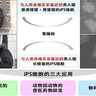 京都大学与广岛大学成功制备出倭黑猩猩和长臂猿的iPS细胞，诱导出“四肢的起源”细胞——旨在保护濒危物种与生物多样性