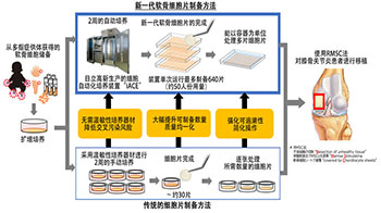 东海大学确立软骨细胞片大量生产技术，为膝骨关节炎“保关节治疗”开辟道路