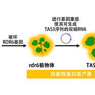 日本产综研开发出可大量生产功能性蛋白质的植物