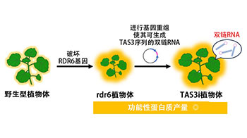 日本产综研开发出可大量生产功能性蛋白质的植物