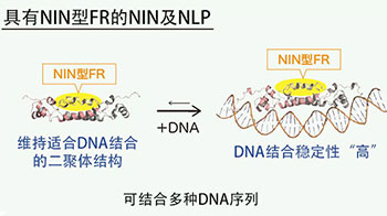 筑波大学阐明豆科植物与根瘤菌共生的进化机制，有望为减少氮肥实现可持续农业做出贡献