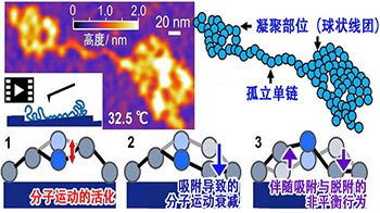 九州大学与东京科学大学发现界面非平衡行为决定胶粘剂性能，有望开发出“牢固粘接、轻松剥离”的新技术