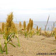 岐阜大学等从滨麦草中提取出可抑制难治性乳腺癌增殖的化合物