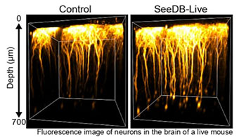 九州大学开发出可使活体组织透明化的试剂，防止光线折射和散射
