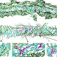 东京大学与北海道大学在活细胞中实现细胞器间脂质转运的可视化，明确经由Atg2蛋白介导的脂质转运过程
