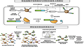 iCONM开发出无需细胞的药物靶点筛选技术，定量性、灵活性与开发速度均大幅提升