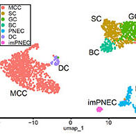 京都大学CiRA成功分化出多纤毛细胞分化的关键细胞“deuterosomal细胞”，采用人iPS细胞诱导