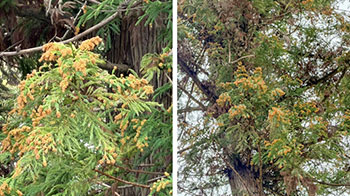 名古屋大学等：“PM2.5”中的锡或为导致花粉症加重的因素