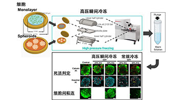 东大与理研开发出细胞与组织的高压瞬间冷冻法，有望助力器官保存等再生医疗