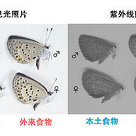 大阪公立大学与东京大学研究发现食用外来植物的蝴蝶会失去异性青睐，翅色变化对繁殖产生负面影响