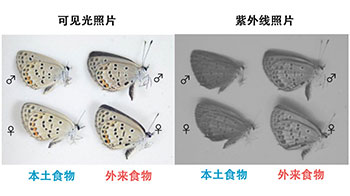 大阪公立大学与东京大学研究发现食用外来植物的蝴蝶会失去异性青睐，翅色变化对繁殖产生负面影响