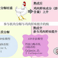 冈山大学等阐明肉类熟成过程中“鲜味形成的部分机制”