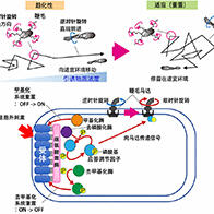 大阪大学成功实现单细胞同步观测大肠杆菌的趋化行为与信号传导