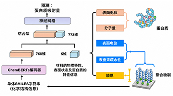 理研开发出预测聚合物表面蛋白质吸附量的新型AI，加速药物和生物材料的开发