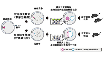 理研：生命的起源始于父母基因组的“分居”，父母基因组之间的竞争有助于受精卵的发育