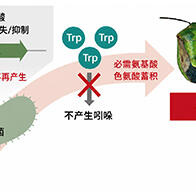 产综研：仅仅一个基因决定的共生演化进程，支持蝽象生存的共生大肠杆菌代谢基础