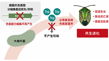 产综研：仅仅一个基因决定的共生演化进程，支持蝽象生存的共生大肠杆菌代谢基础