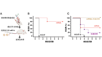京都府立医科大学与东京科学大学：mRNA在体内生成“小型抗体”，保护机体免受细菌毒素侵害