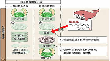 岩手大学发现：须鲸肉成分“鲸肌肽”可抑制神经变性，或成为预防帕金森病的新策略