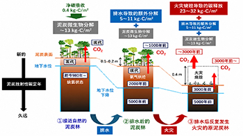 日本原子能机构与京都大学等发现印度尼西亚热带的泥炭地碳库面临崩溃危机