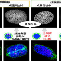 山形大学阐明花粉的“待机”与“重启”机制：细胞核与基因发生变化，吸水后活动快速重启