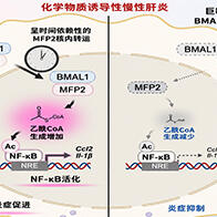 九州大学阐明生物钟蛋白BMAL1促进炎症的新机制