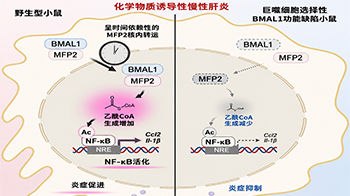 九州大学阐明生物钟蛋白BMAL1促进炎症的新机制