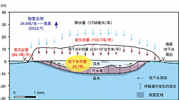 熊本大与地球研：地下淡水层可净化约三分之一地表氮污染，定量评估自然净化能力