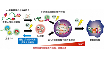 【JST事业成果】明确引发帕金森病的α-突触核蛋白的聚集机制