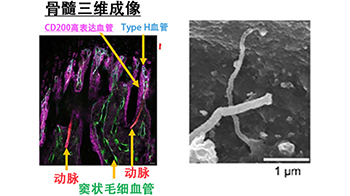 【JST事业成果】通过感知血流维持造血干细胞