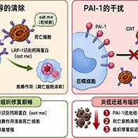 东海大与东北大阐明炎症迁延的生理机制， PAI-1抑制有望应用于炎症性疾病及组织再生治疗