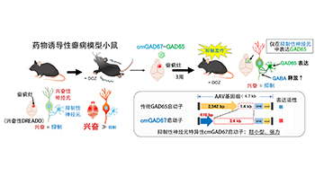 群马大学开发针对难治性癫痫的新型基因疗法，利用超小型GAD67启动子抑制发作