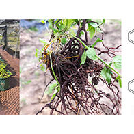 近畿大学等发现植物染料“日本茜”的红色成分可抑制老化与炎症，有望成为新型功能性材料