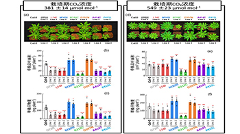 东京大学通过叶绿体基因组编辑技术强化碳固定酶，成功提高光合作用能力与生产力