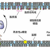 大阪大学开发出膜脂质可视化工具，使脂质探针的高效开发成为可能